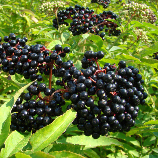 Scotia Elderberry 1 Gallon / 1 Plant