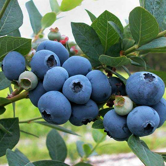 Blueray Blueberry 1 Gallon / 1 Plant