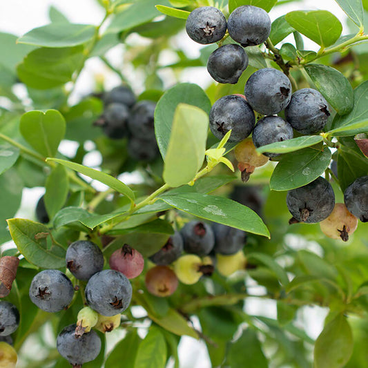 Sapphire Cascade Blueberry 1 Gallon / 1 Plant