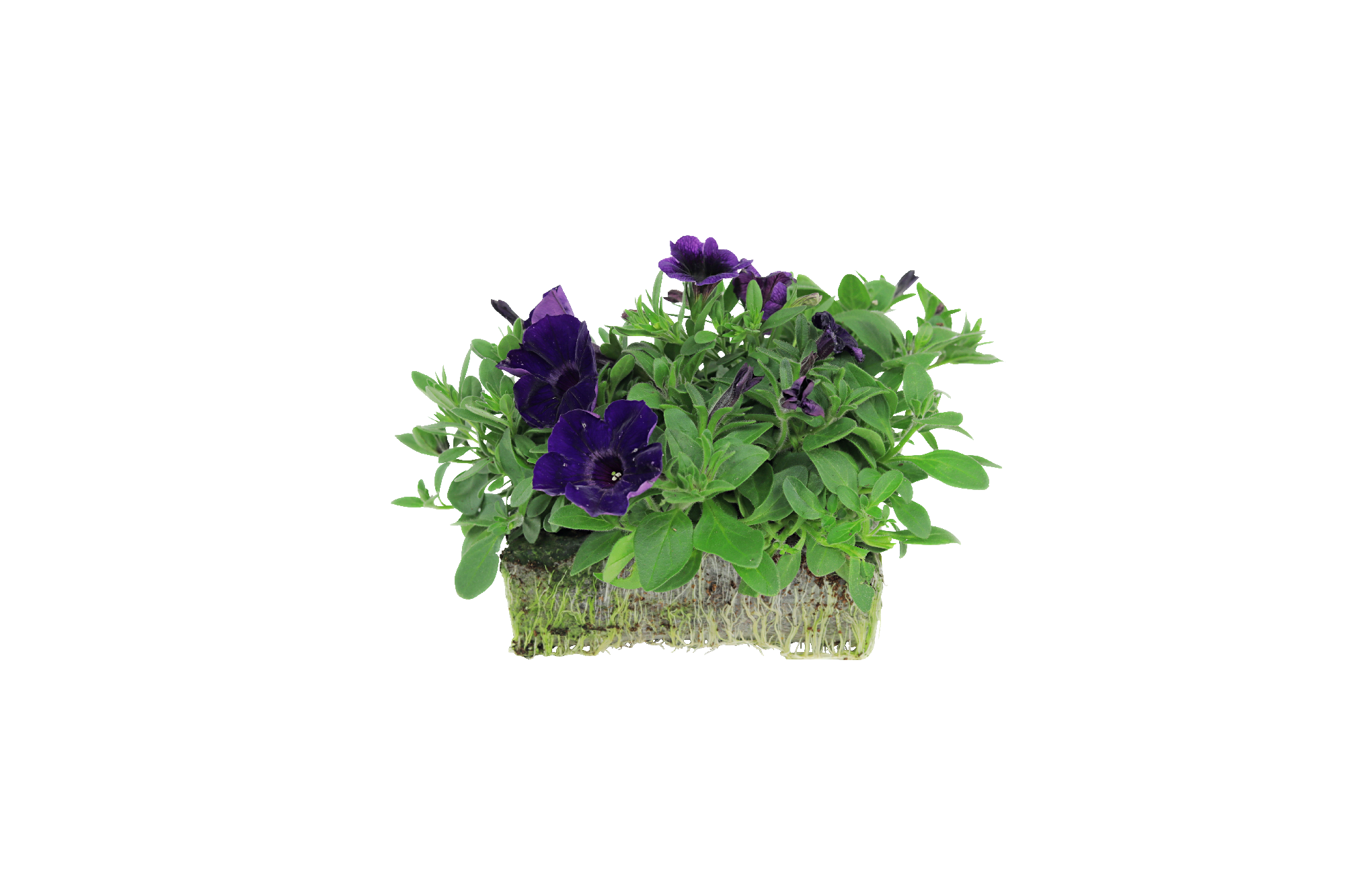 Purple Combo - Super Pack