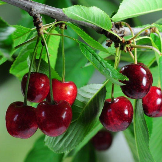 Montmorency Cherry Tree 7 Gallon / 1 Plant