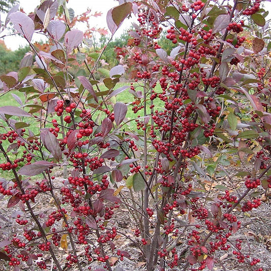 Aronia rouge brillant