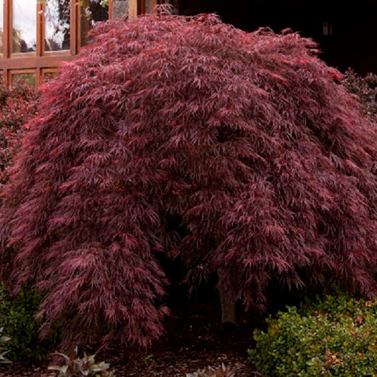 Érable japonais à feuilles de dentelle Crimson Queen