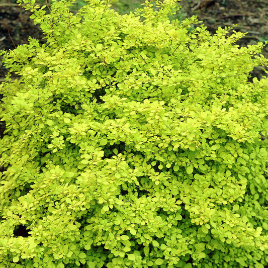 Golden Japanese Barberry