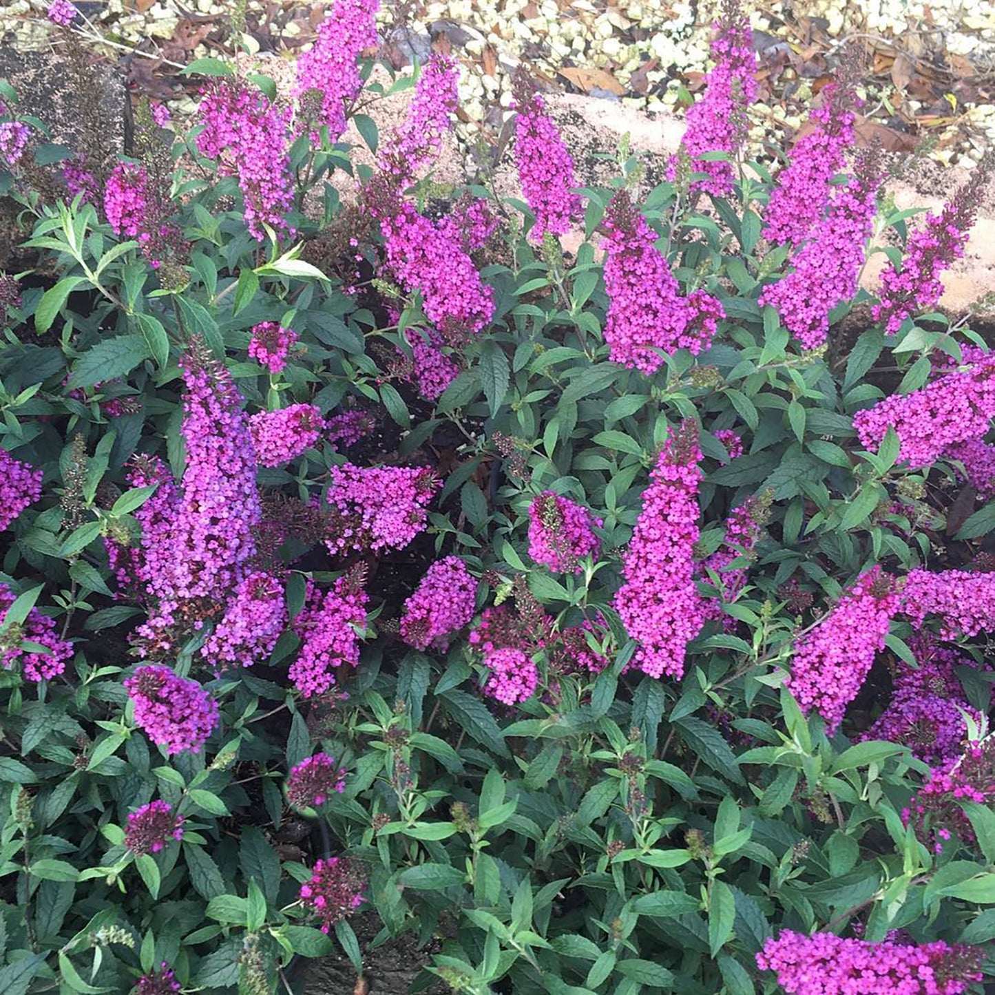 Buzzª Hot Raspberry Butterfly Bush 2 Gallon / 1 Plant