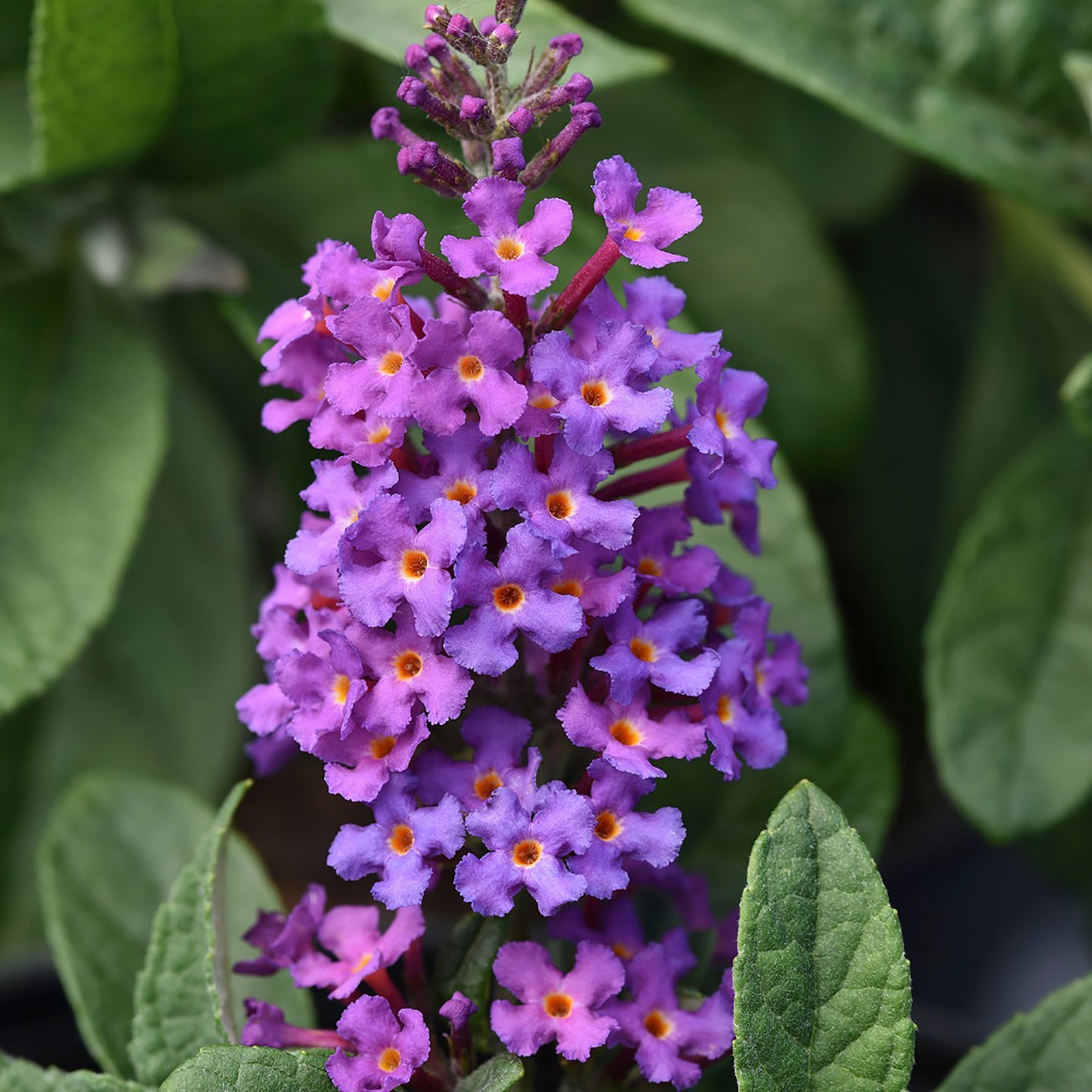 Chrysalis Blue Butterfly Bush