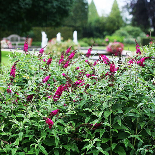 Miss Ruby Butterfly Bush 2 Gallon / 1 Plant