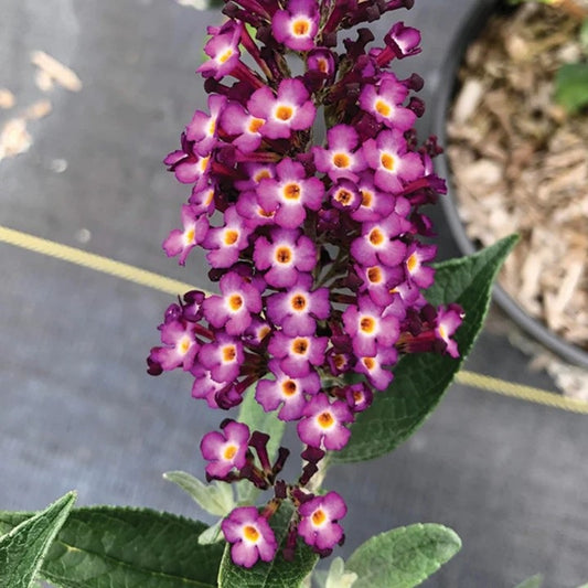 Blueberry Pieª Butterfly Bush 2 Gallon / 1 Plant