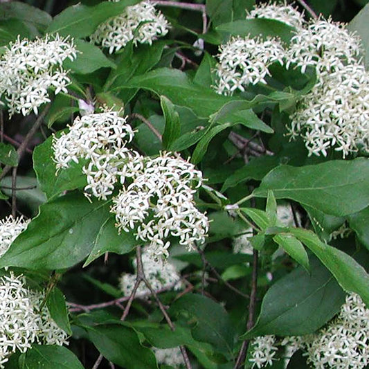 Gray Dogwood