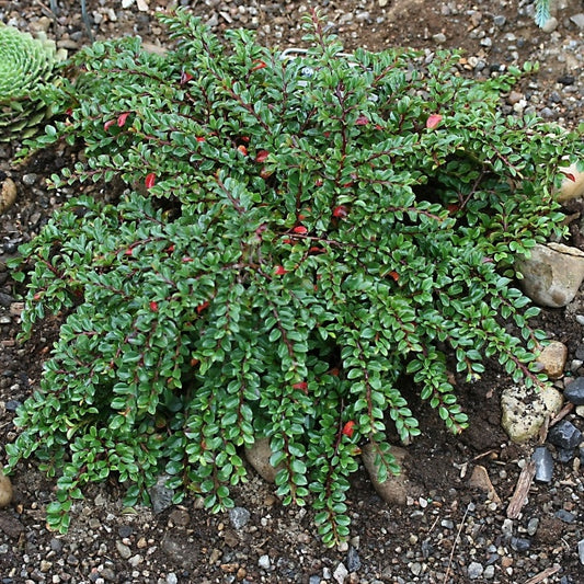 Cotonéaster Petit Poucet