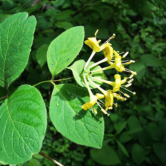 Northern Bush Honeysuckle