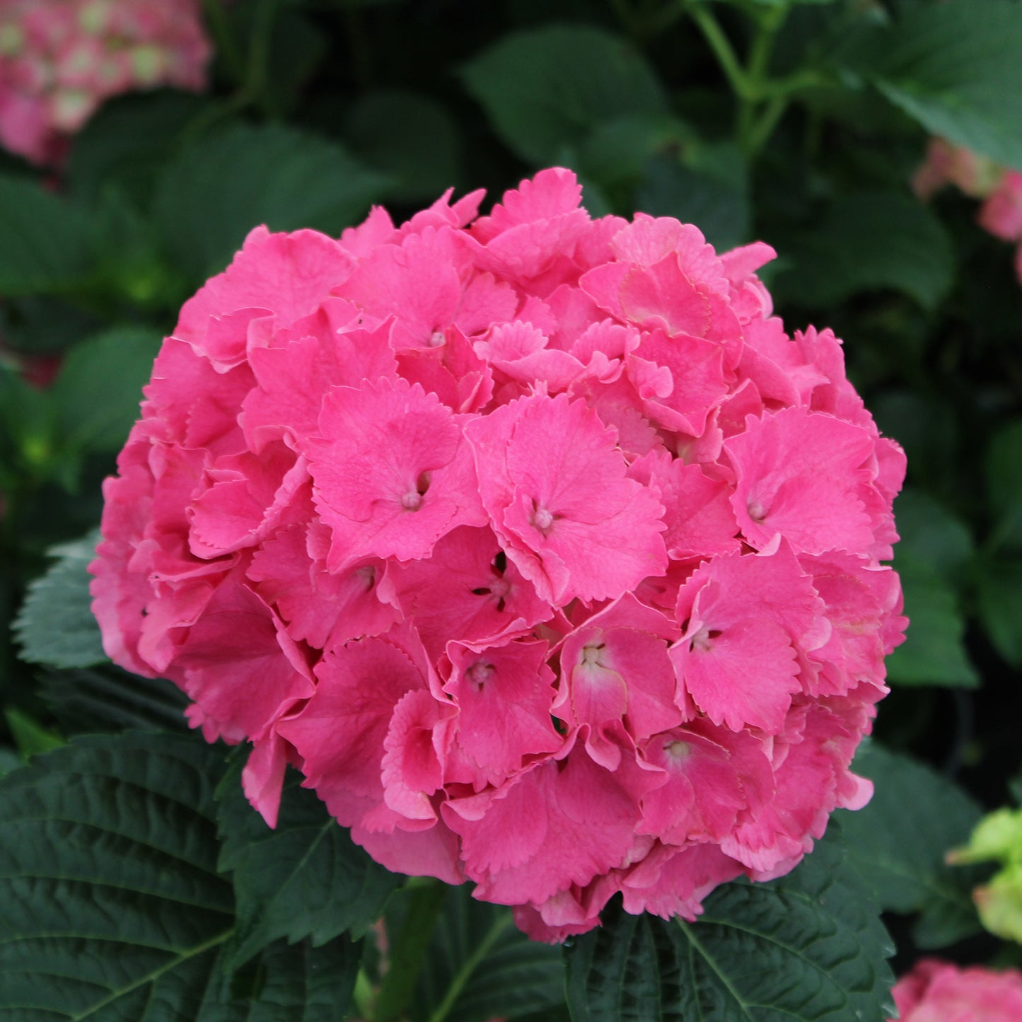 Charm Bigleaf Hydrangea