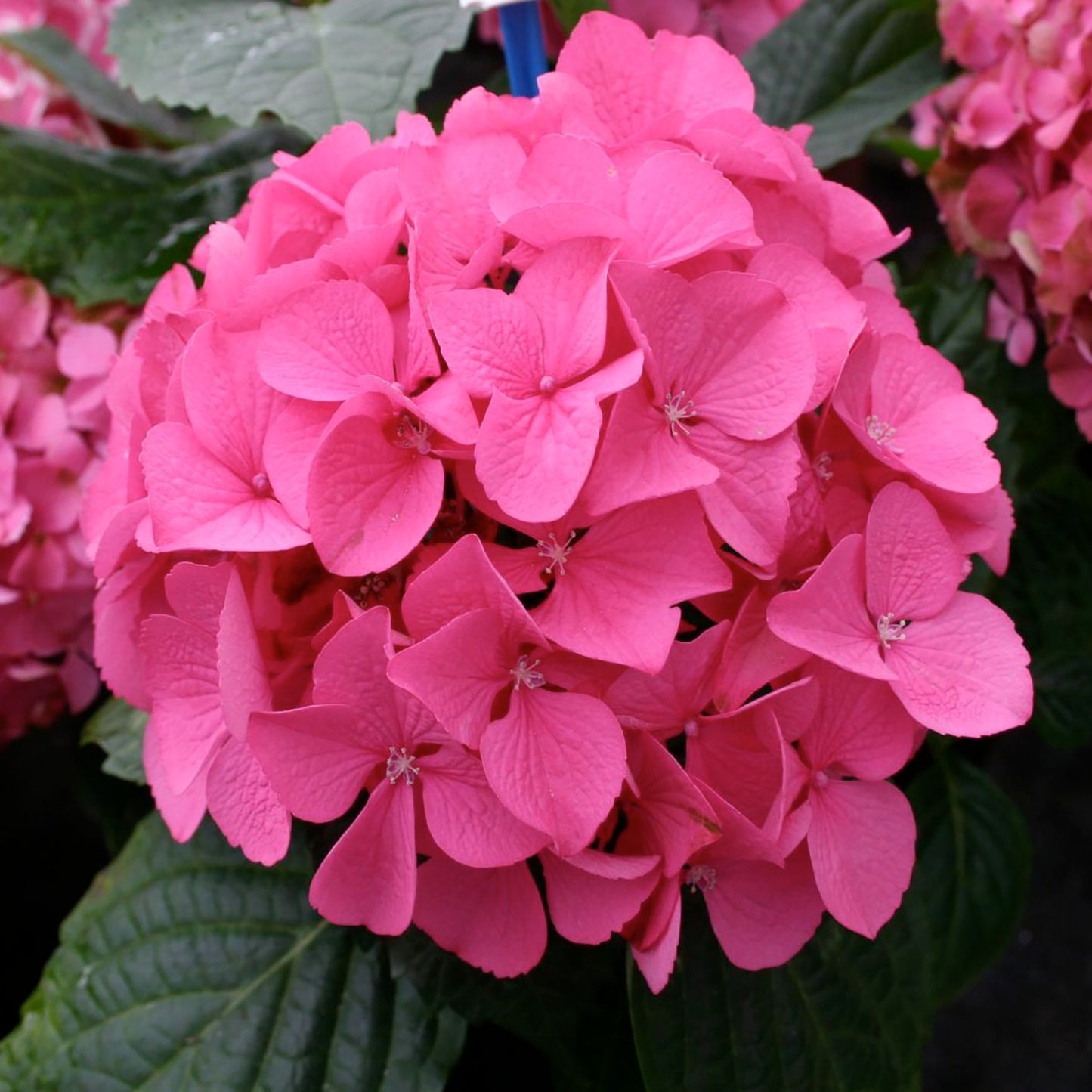 Garnet Hydrangea 2 Gallon / 1 Plant