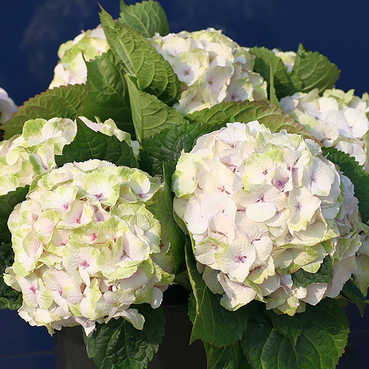 Noblesse Hydrangea 2 Gallon / 1 Plant