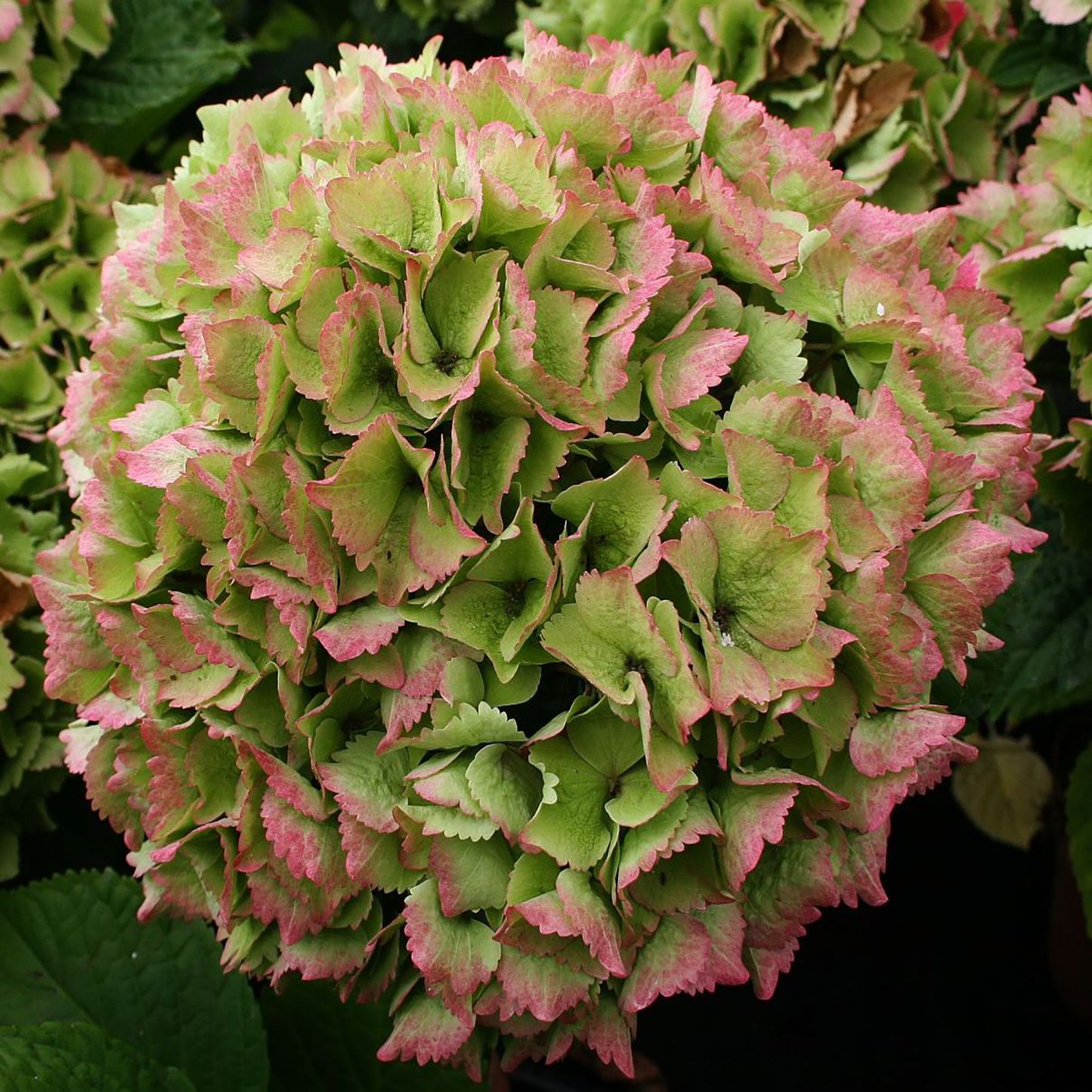 Ocean Hydrangea 2 Gallon / 1 Plant