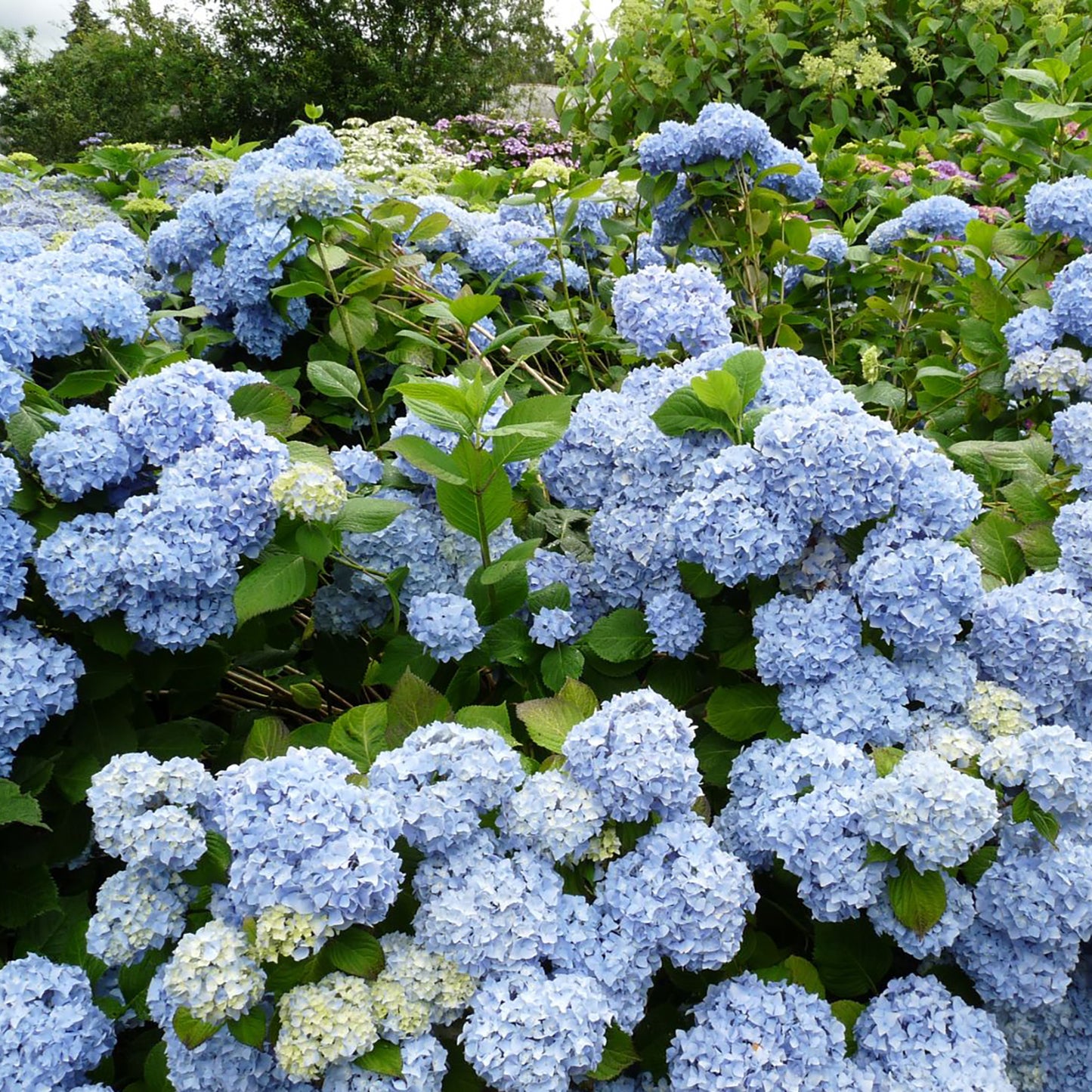 Rhythmic Blue Hydrangea