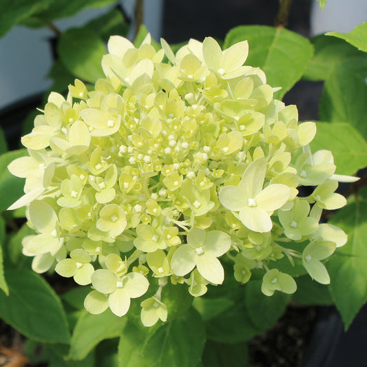 Little Limeª Hydrangea 2 Gallon / 1 Plant