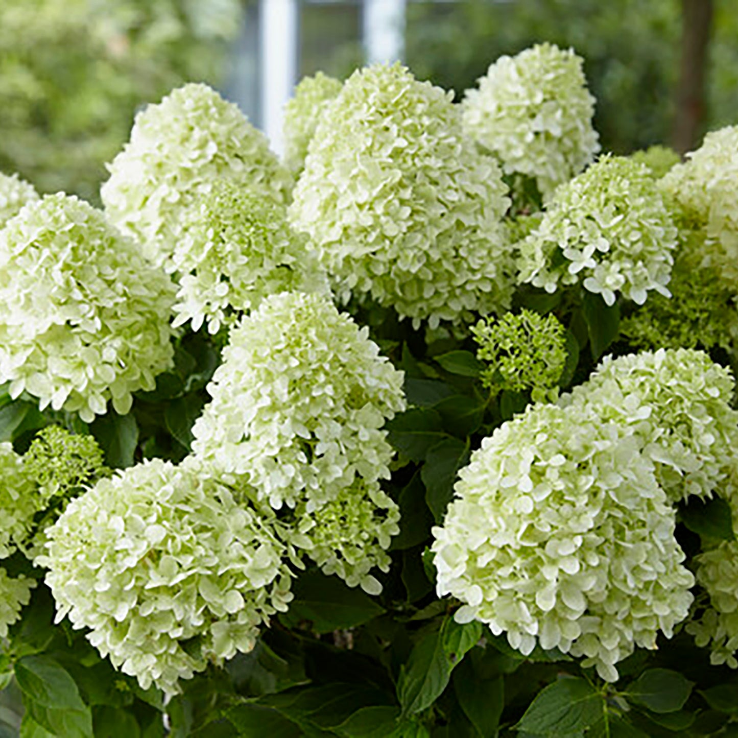 Little Spooky Panicle Hydrangea