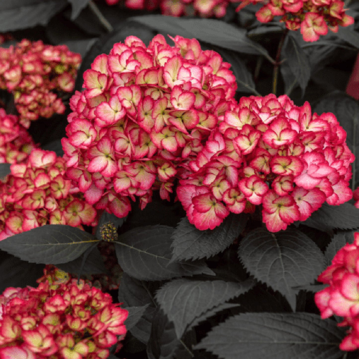 Eclipse Hydrangea 2 Gallon / 1 Plant