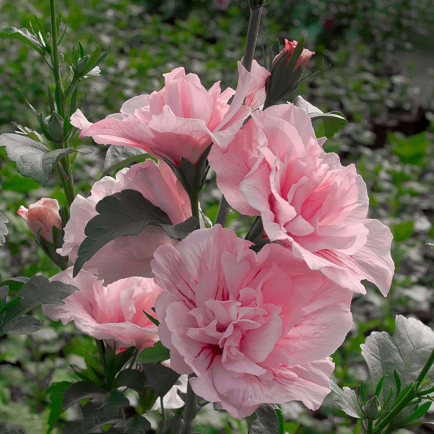 Rose de Sharon en mousseline de soie rose