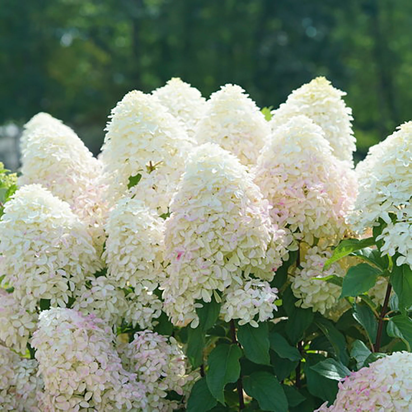 Quick Fire Fab¬¨¬Æ Hydrangea 2 Gallon / 1 Plant