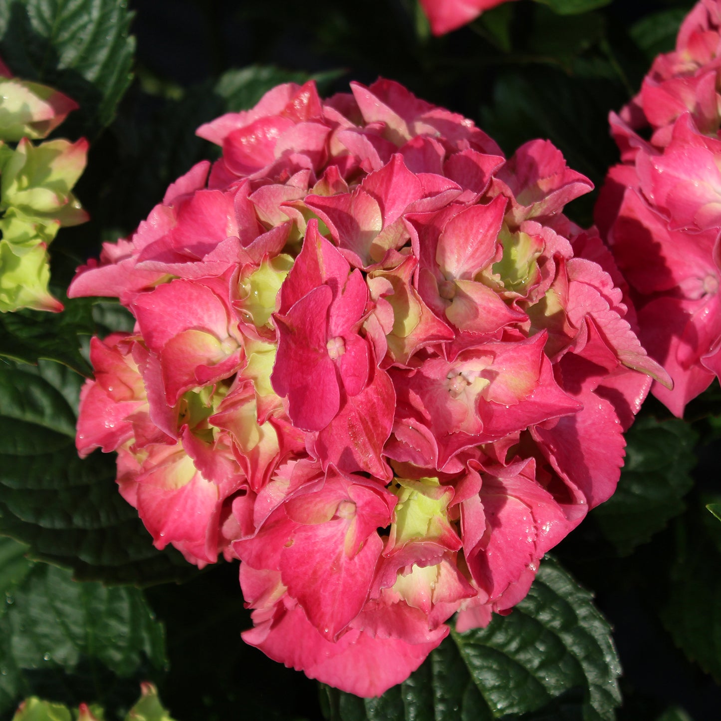 Aurora Red Bigleaf Hydrangea