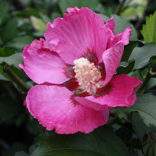 Rose de Sharon de Woodbridge