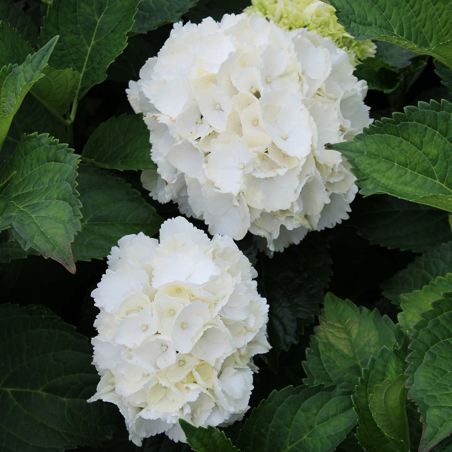 Galaxy White Bigleaf Hydrangea