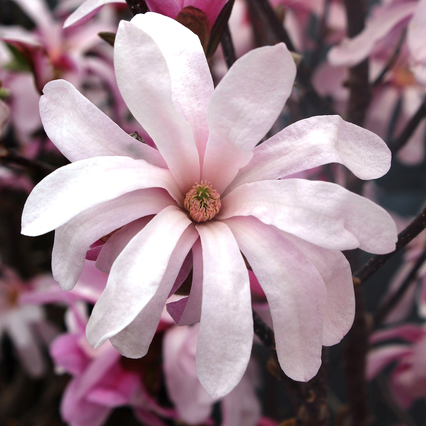 Leonard Messel Magnolia