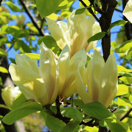 Magnolia à oiseaux jaunes