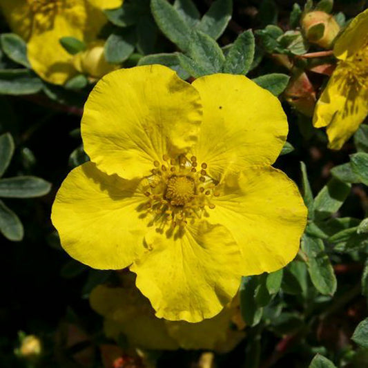 Potentille à gemme jaune