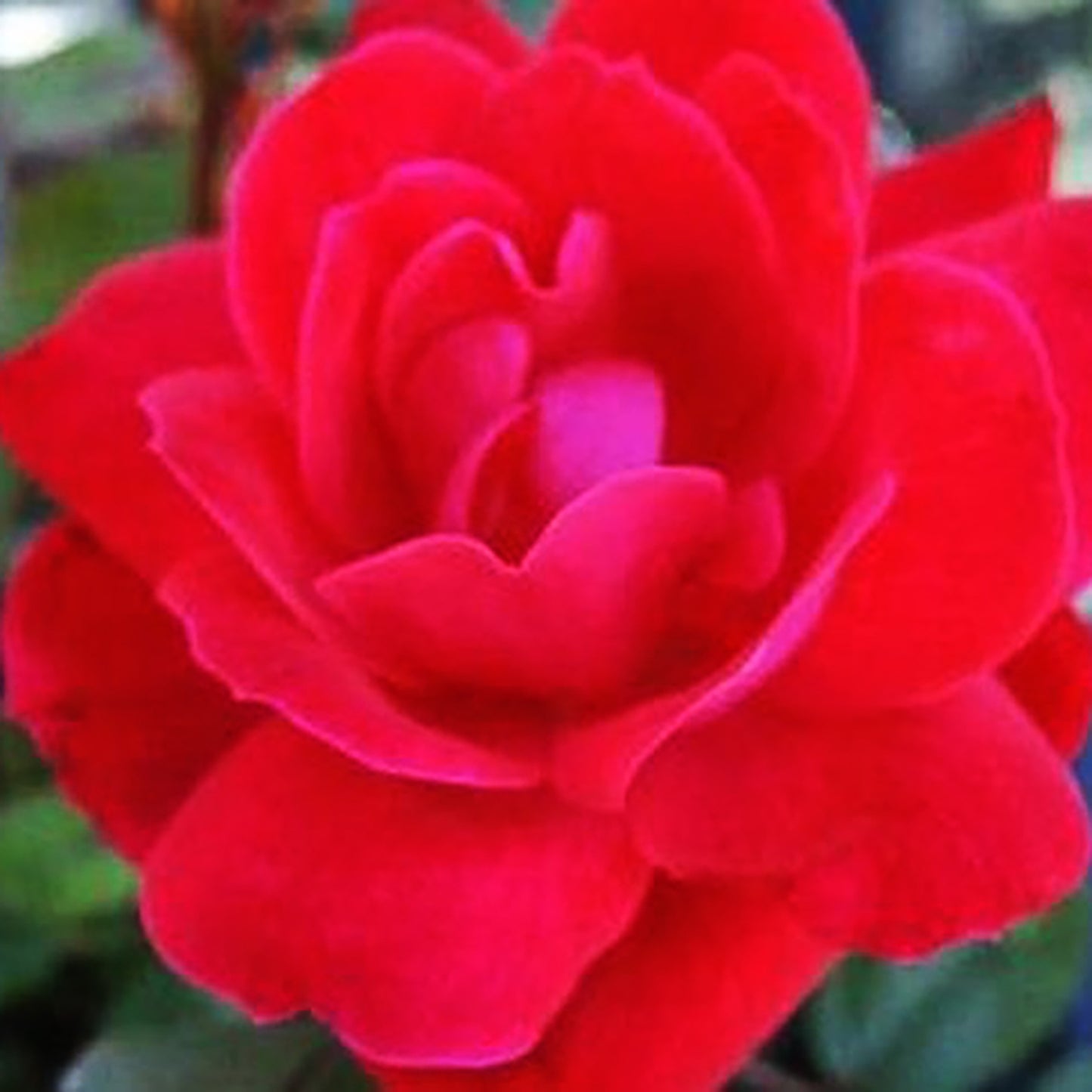 Double Knock Out¬¨¬Æ Shrub Rose 2 Gallon / 1 Plant