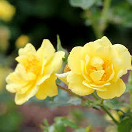 Lemon Zest Shrub Rose 2 Gallon / 1 Plant