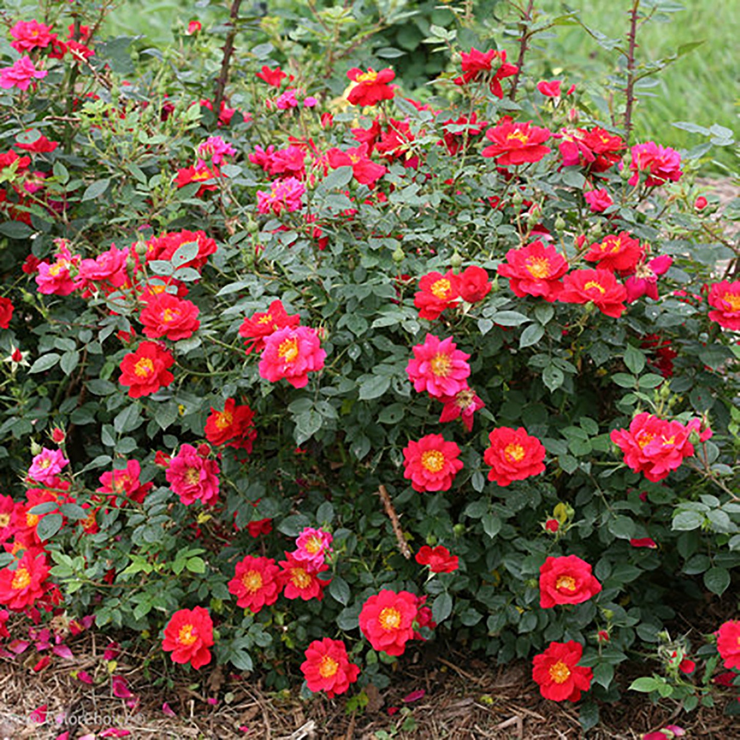 Urban Legendª Shrub Rose 2 Gallon / 1 Plant