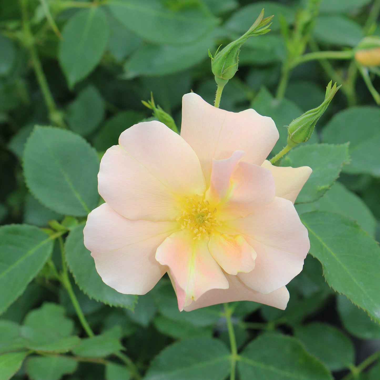 Chinook Sunrise Rose