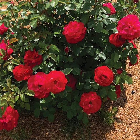 Cinnamon Heartsª Rose 2 Gallon / 1 Plant