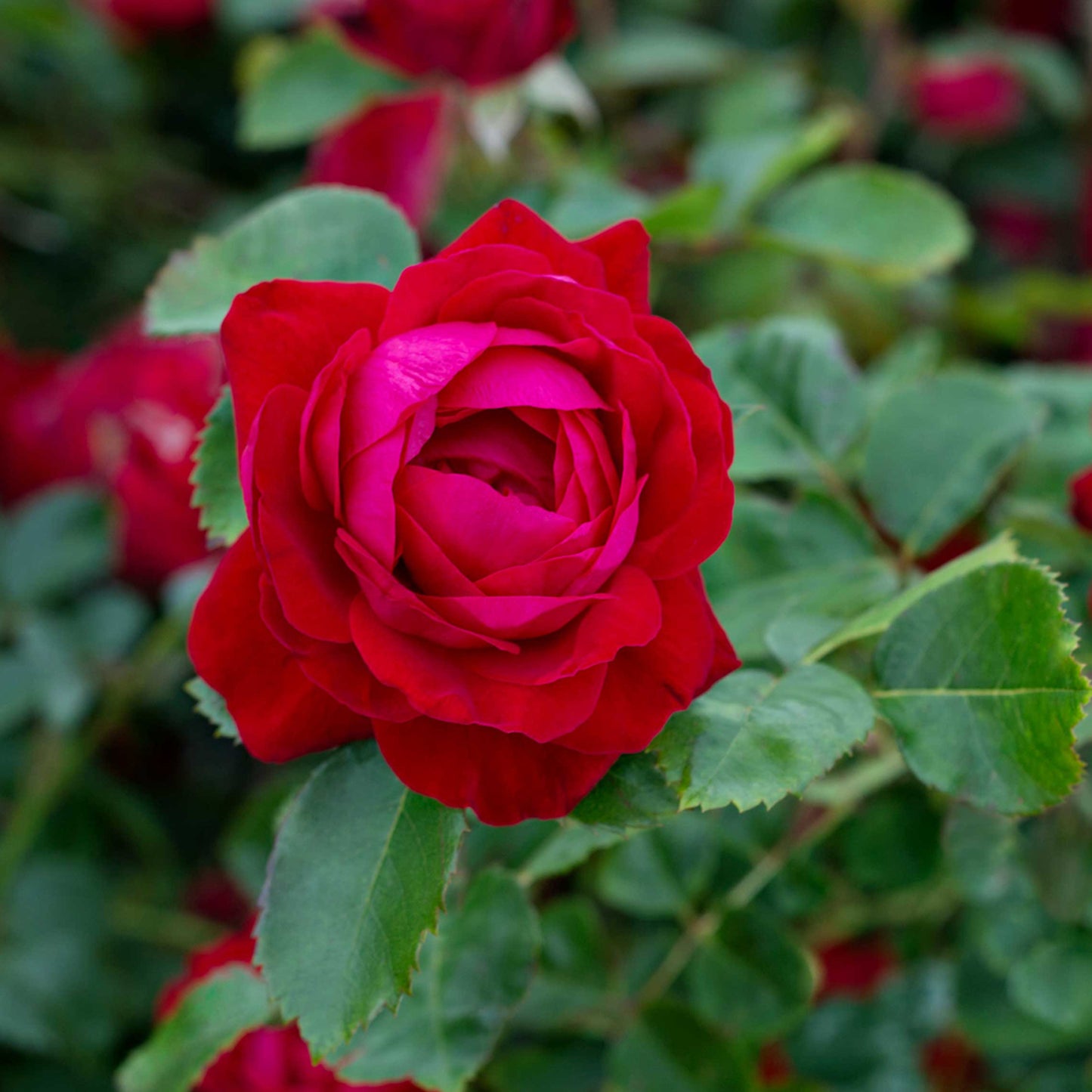 Canadian Shield Rose