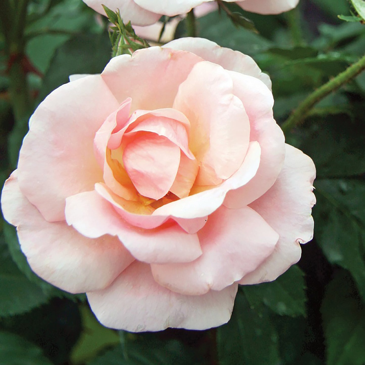 Peachy Knock Outª Shrub Rose 2 Gallon / 1 Plant