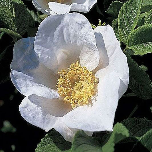 White Rugosa Rose 2 Gallon / 1 Plant