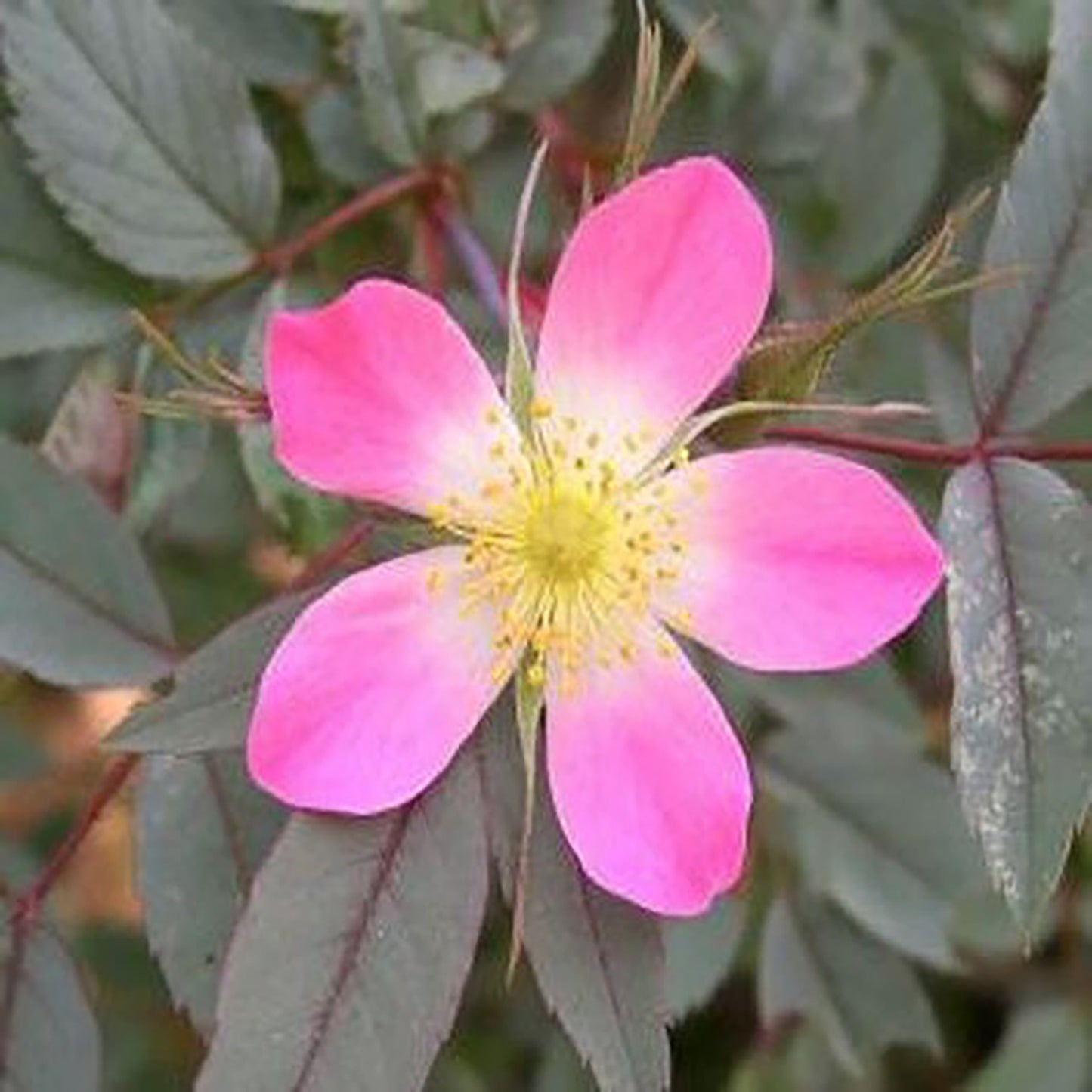 Emberays Climbing Rose