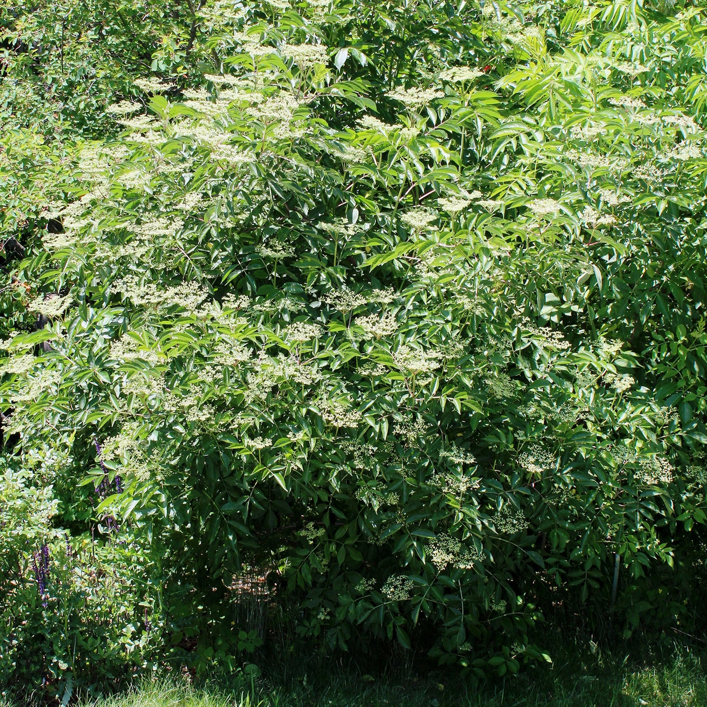 American Elderberry