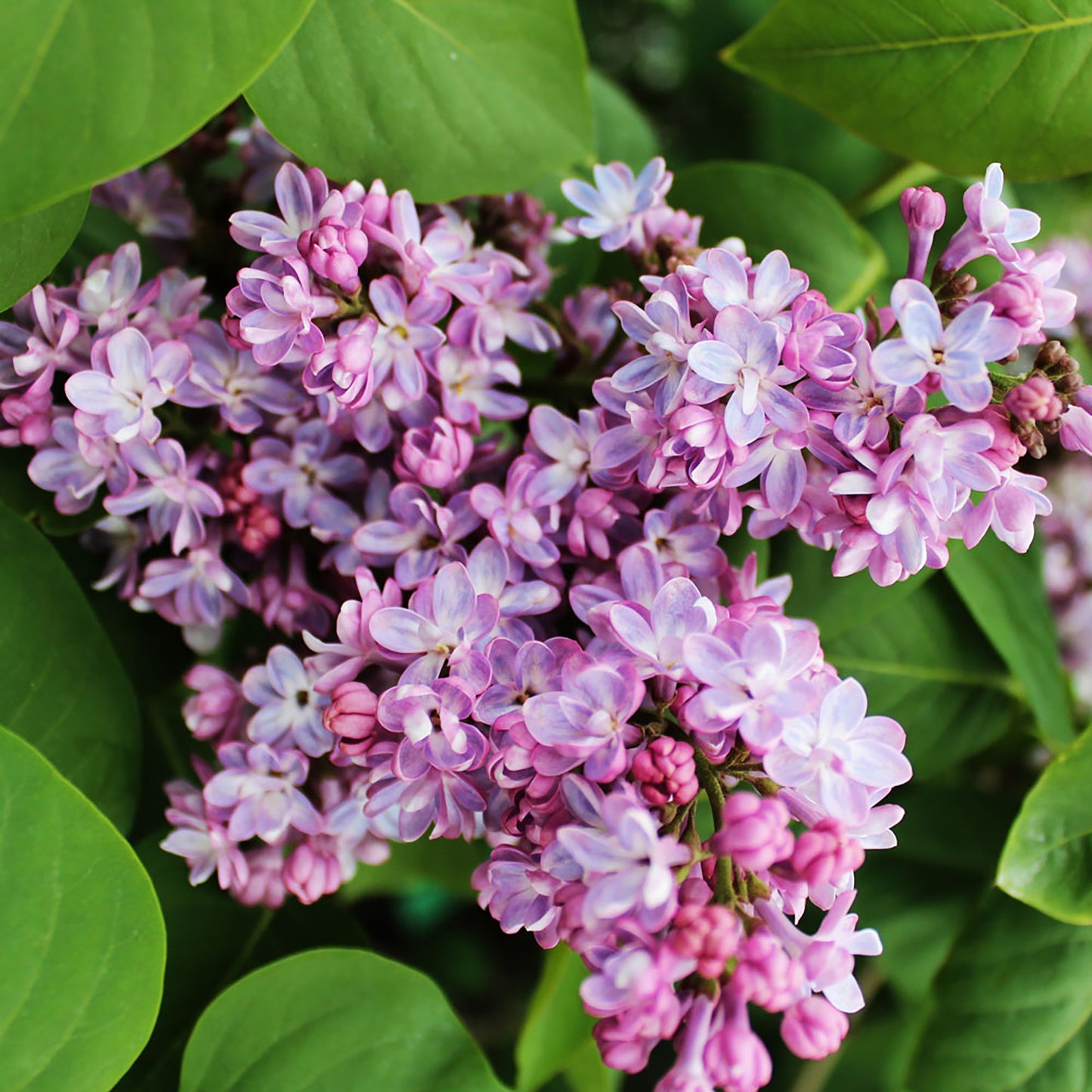 Belle de Nancy French Hybrid Lilac 2 Gallon / 1 Plant