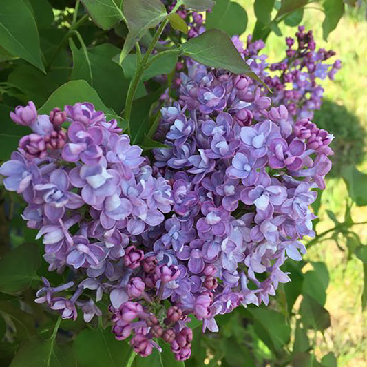 Scentara Double Bleu Lilas