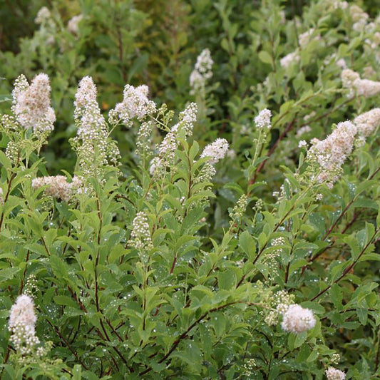 Meadowsweet