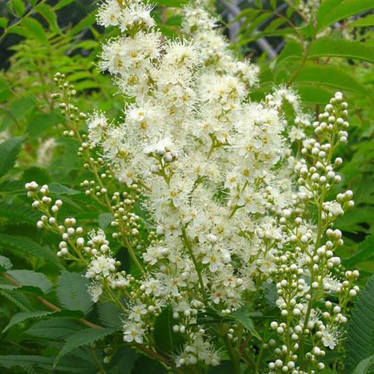 False Spirea