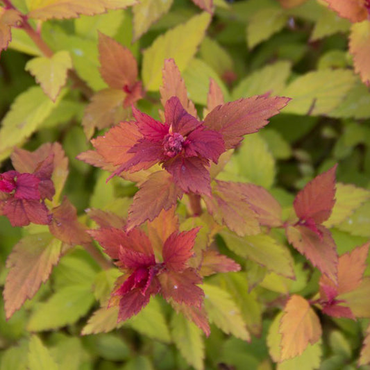 Rainbow Fizz Spirea