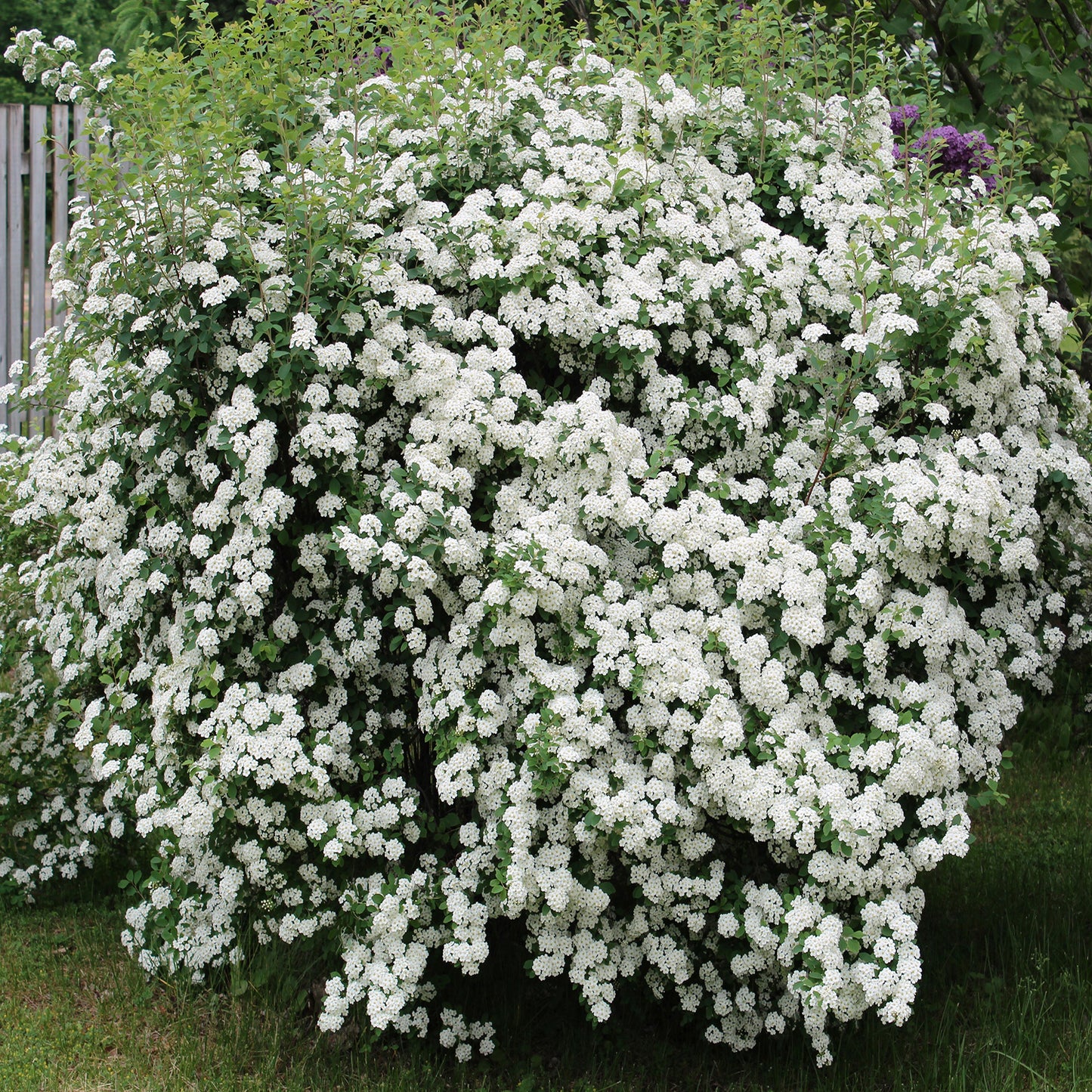 Vanhoutte Spirea