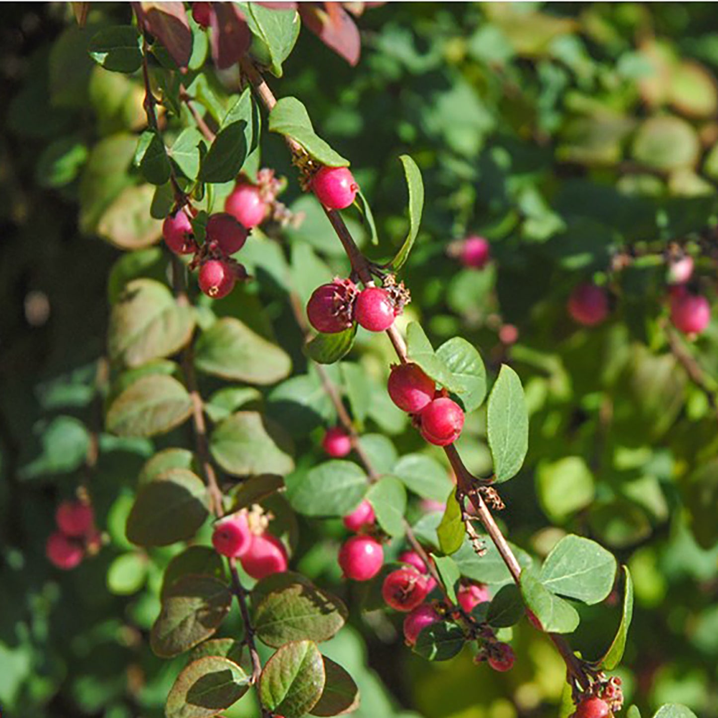 Hancock Coralberry