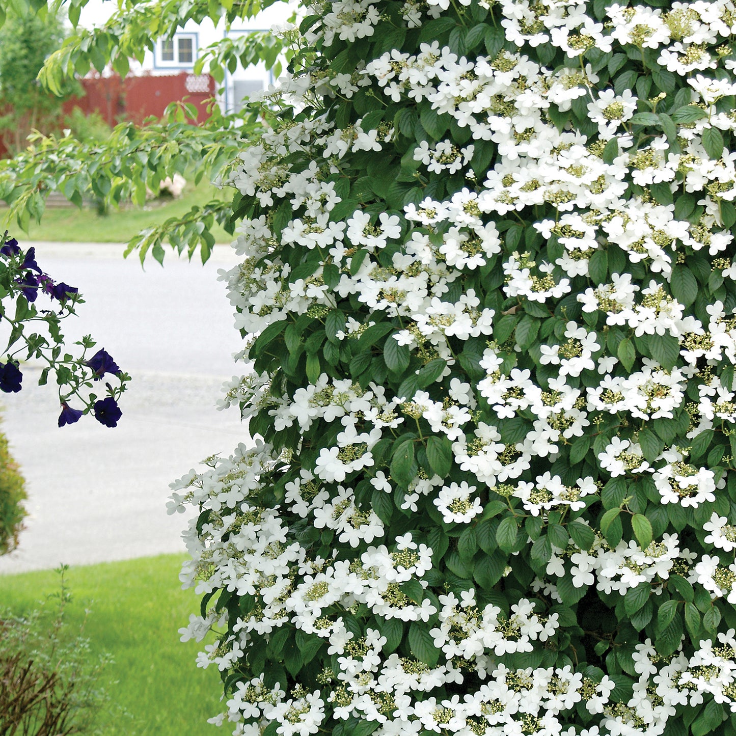 Fragrant Snowball 2 Gallon / 1 Plant