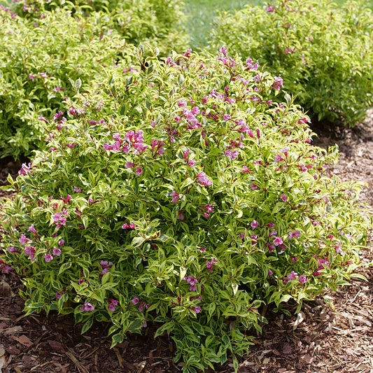 Bubbly Wine Weigela